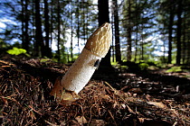 Stinkhorn Fungus {Phallus impudicus} with cap virtually devoid of spore slime after removal by flies, Larch woodland, Mendips, Somerset, UK, sequence 6/7
