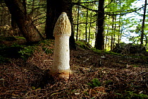 Stinkhorn Fungus {Phallus impudicus} with cap virtually devoid of spore slime after removal by flies, Larch woodland, Mendips, Somerset, UK, sequence 7/7