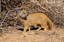 Yellow mongoose {Cynictis penicillata} sub-adult, Kalahari, Northern Cape, South Africa