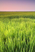 Field of cultivated Rice (Oryza sativa) at dawn, Donana NP, Spain