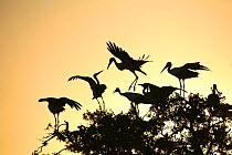 Silhouette of White storks (Ciconia ciconia) in tree at dawn, Donana NP, Spain