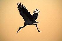 Silhouette of White stork (Ciconia ciconia) flying from tree at dawn, Donana NP, Spain