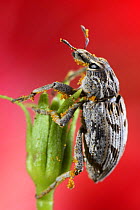 Weevil {Curculionidae} Spain