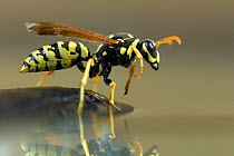 Paper wasp (Polistes gallicus) at water, Spain