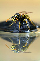Paper wasp (Polistes gallicus) at water, Spain