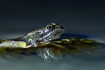 Marsh frog (Rana ridibunda perezi) Spain