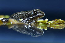 Marsh frog (Rana ridibunda perezi) reflected in water, Spain
