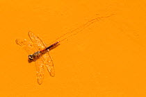 Dead Libellula dragonfly in the Rio Tinto, or Red River, very acidic and coloured deep red by iron dissolved in the water, causing severe environmental problems. Huelva, Spain