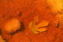 Leaf in water from the Río Tinto, or Red River, very acidic and coloured deep red by iron dissolved in the water that drains from the local Riotinto mines causing severe environmental problems. Huelv...