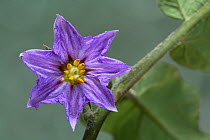 Nightshade flower (Solanum melongena) Spain