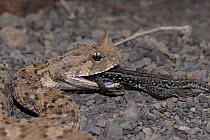 Horned Adder (Bitis caudalis) feeding on Lizard prey(Pedioplanis sp) Gt Karoo, South Africa