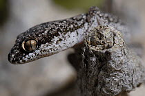 Ocellated thick-toed gecko {Pachdactylus geitje} DeHoop Nature reserve, Western Cape, South Africa