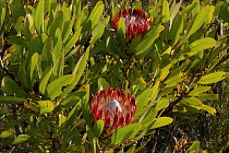 King Protea flowers {Protea cynaroides} DeHoop Nature resrve, Western Cape, South Africa.