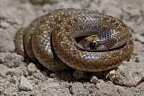 Shovel-snout Snake {Prosyma sundevalli} DeHoop Nature reserve, Western Cape, South Africa
