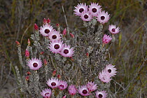 Everlasting flowers {Syncarpha carascens} on Limestone fynbos, Dehoop Nature reserve, Western Cape, South Africa
