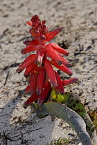 {Lachenalli rubida} growing on burned restioveld, South Africa