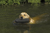 Golden Retriever, swimming and carrying training dummy, UK