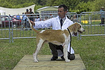 Welsh Foxhound being inspected by a judge during showing class, Wales, UK