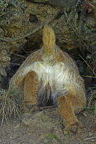 Border Terrier climbing into Rabbit burrow, UK