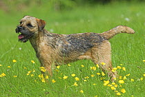 Border Terrier, 6-month puppy, standing in meadow, UK