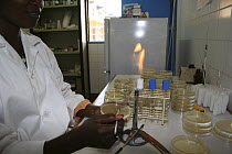African scientist with agar plate testing water samples, Gambia (Reconstruction) 2007
