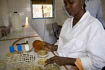 African woman Scientist with agar plates testing water samples, Gambia (Reconstruction) 2007