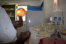 Scientist with agar plates testing water samples, Gambia (Reconstruction) 2007