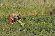 Woman cultivating her crop in Bakau fields, Gambia, 2007