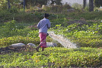 Women watering her vegetable crop, Bakau fields, Gambia 2007