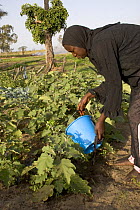 Muslim woman watering vegetable crop, Bakau fields, the Gambia 2007