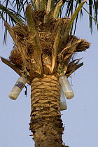 Plastic bottles tapped into tree to catch palm liquid for making 'Sangarra' palm wine, Gambia 2007