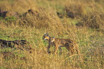 Caracal (Felis caracal) male female pair stalking in grass, Masai Mara Reserve, Kenya