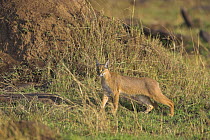Caracal (Felis caracal) Masai Mara Reserve, Kenya