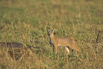 Caracal (Felis caracal) Masai Mara Reserve, Kenya