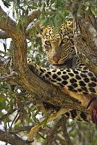 African Leopard (Panthera pardus) with impala (Apyceros melampus) kill in tree, Masai Mara Reserve, Kenya