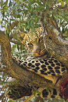 African Leopard (Panthera pardus) with impala (Apyceros melampus) kill in tree, Masai Mara Reserve, Kenya