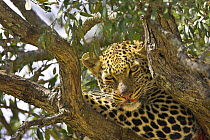 African Leopard (Panthera pardus) eating impala kill in tree, Masai Mara Reserve, Kenya