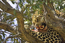African Leopard (Panthera pardus) tearing at  impala kill in tree, Masai Mara Reserve, Kenya