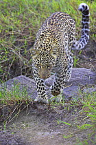 African Leopard (Panthera pardus) stalking on the river bank, Kenya