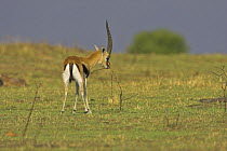 Thomson gazelle (Gazella thomsoni) territorial male scent-marking with pre-orbital gland, Masai Mara Reserve, Kenya
