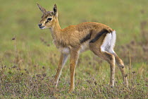 Thomson's gazelle (Gazella thomsonii)  new born calf, Masai Mara Reserve, Kenya
