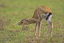 Thomson's gazelle (Gazella thomsonii)  new born calf scratching, Masai Mara Reserve, Kenya