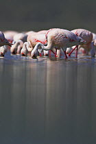 Lesser flamingo (Phoeniconaias minor) feeding, Lake Nakuru NP, Kenya
