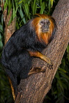 Golden headed Lion Tamarin {Leontopithecus chrysomelas} resting on tree trunk, captive.