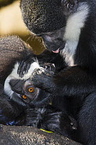 Female L'Hoests monkey {Cercopithecus l'hoesti} grooming young, captive
