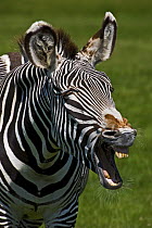 Grevy's Zebra {Equus grevyi} yawning with mouth wide open, captive.