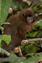 Red Titi monkey {Callicebus cupreus} captive