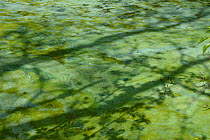 Blue-green algae (Cyanbacteria) with shadow of an Ash tree {Fraxinus excelsior} on Great Wyrley & Essngton Canal, Staffordshire, UK