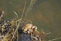 Common european toad {Bufo bufo} attempting to mate with Common frog {Rana temporaria} with strings of toadspawn and clumps of frogspawn, Herefordshire, UK