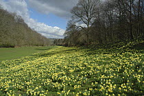 Wild Daffodils {Narssicus pseudonarcissus} growing in a valley at Harewood, Herefordshire, UK